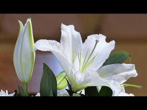 PKJ 1, KJ 423, Votum, Salam, Kata Pembuka   -   GKI SURYA UTAMA