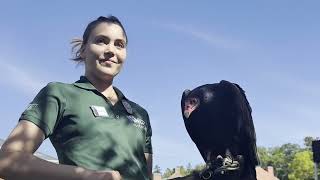 September 27, 2026 Turkey Vulture Festival Port Hope
