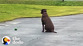 Rescue Dog Waits In The Driveway Every Day For Her Dad To Come Home | The Dodo by The Dodo