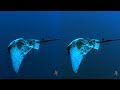 Underwater Video Of 2014 3D Side By Side