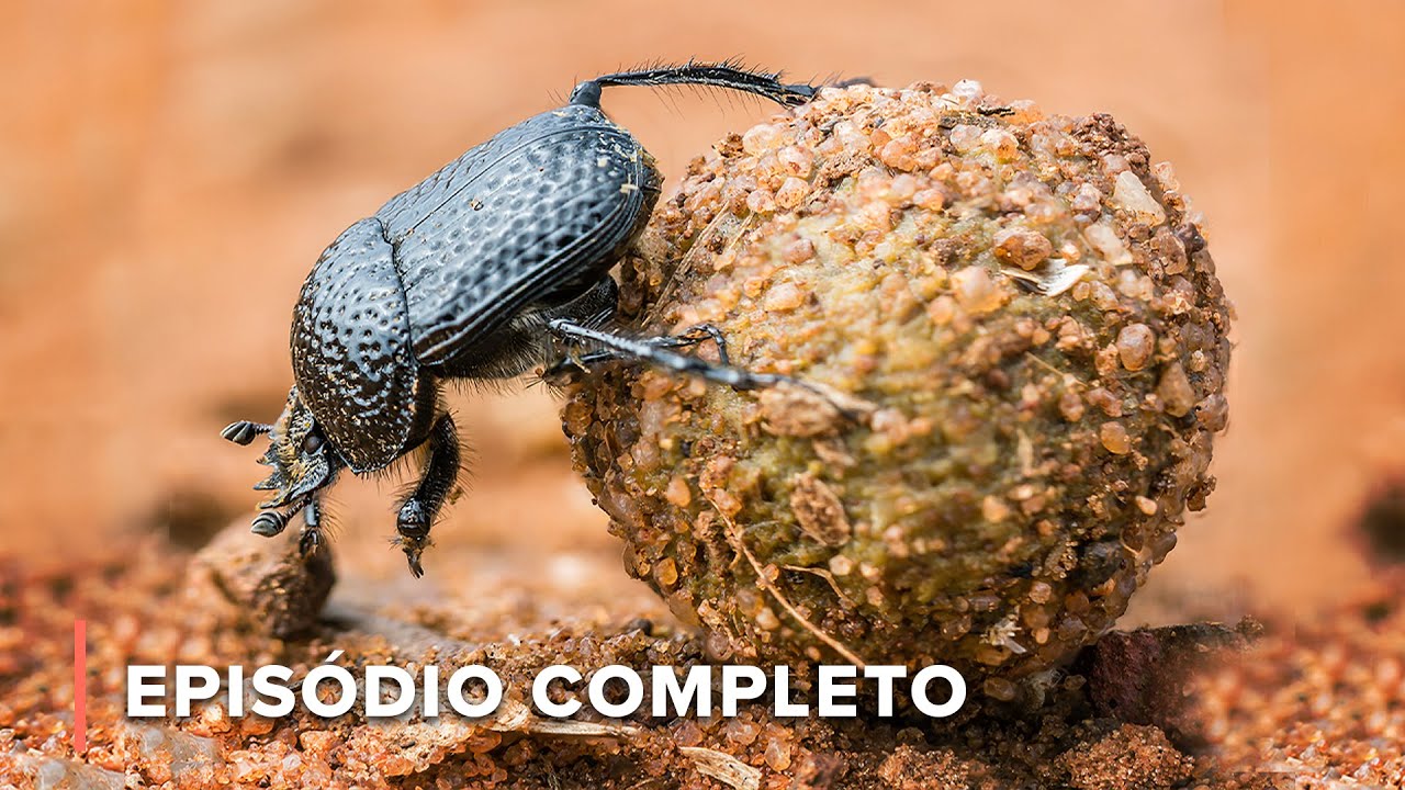 Besouros de esterco da África: Os melhores recicladores | Ícones da Vida Silvestre 103