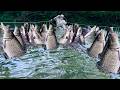 FULL VIDEO Traditional Fishing Skills 30 Days Of Catching Giant Fish For Survival