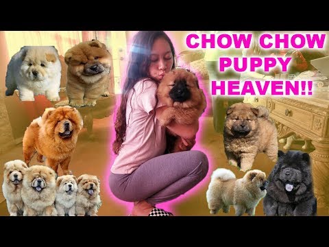 download lagu mp3 mp4 Chow Chow Canada, download lagu Chow Chow Canada gratis, unduh video klip Chow Chow Canada