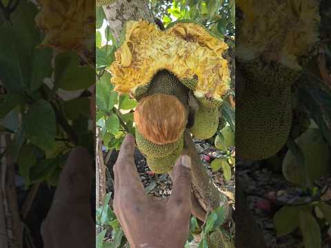 Two smart animals eat ripe cempedak fruit #nature #shortsviral