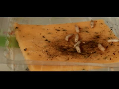 CASISDEAD - Cheese Slice (Official Video)