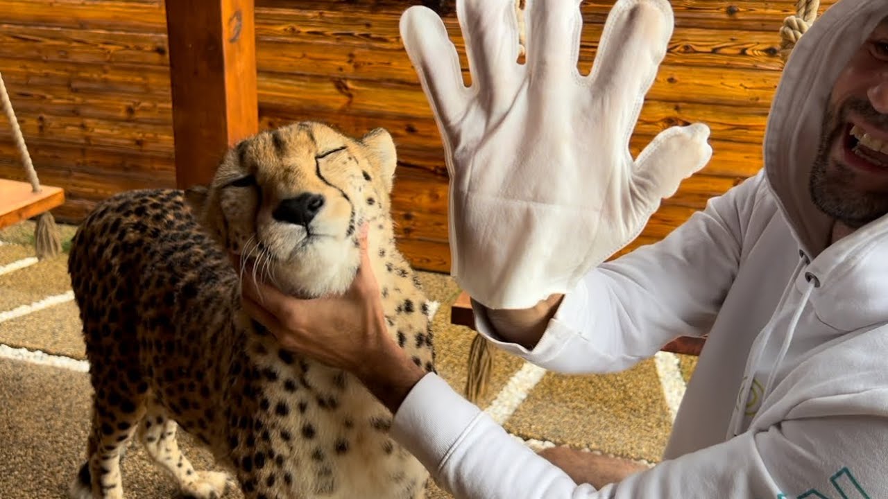 Гепарду очень нравится чистить уши и вычесывать шерсть