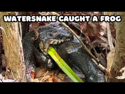 Northern Water Snake caught a Big Bullfrog - North Attleboro National Fish Hatchery with Conner
