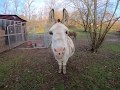Donkey Up Close