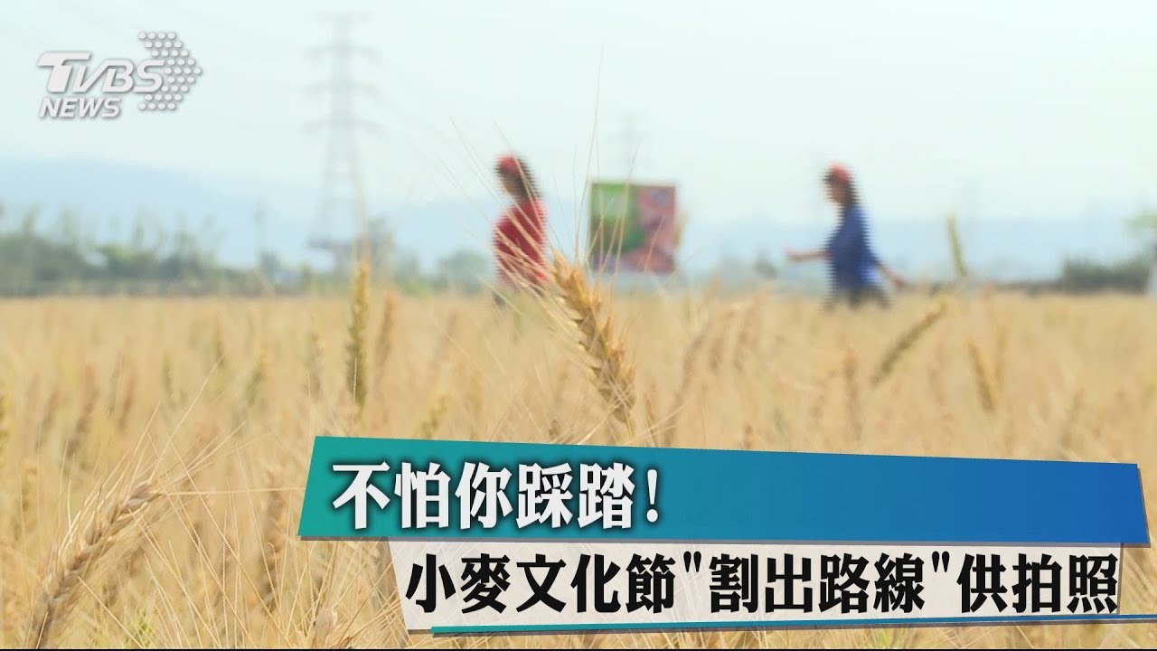 不怕你踩踏!小麥文化節「割出路線」供拍照