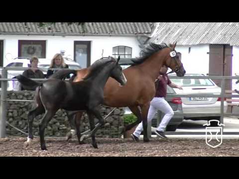 NF062 Hengstfohlen von Cancara - Ramirado - Grundyman xx