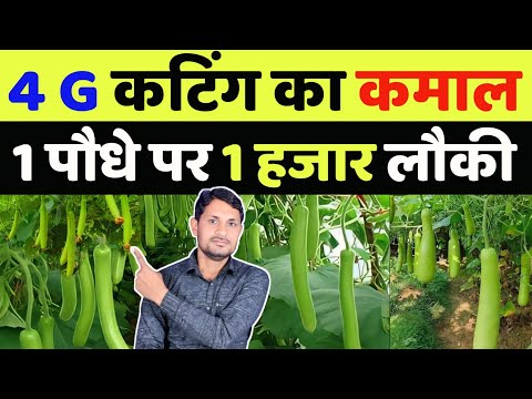 लौकी का 4 गुणा उत्पादन बढ़ेगा 4g कटिंग से | lauki ki cutting kaise karen | lauki ki 2g 3g 4g cutting