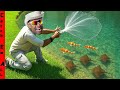 We FOUND FISH LOST In My PET STINGRAY POND