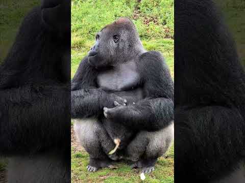 A brilliant catch by Kiju