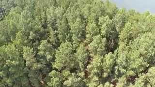 Christmas Tree Island Smith Mountain Lake, VA (WATCH IN HD)