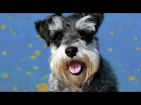 download lagu mp3 mp4 Razas De Perros Que No Sueltan Pelo, download lagu Razas De Perros Que No Sueltan Pelo gratis, unduh video klip Razas De Perros Que No Sueltan Pelo