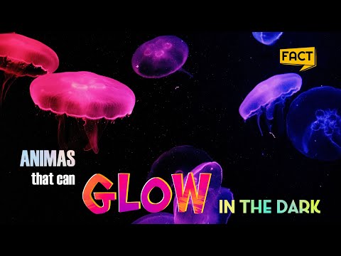 Top 7 Otherworldly Glow in the Dark Animals No One Knows About!