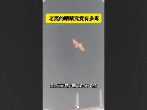 老鹰的眼睛究竟有多毒 #大熱門#老鹰