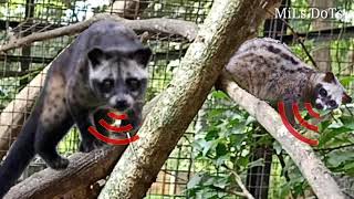 Download lagu Suara ampuh memanggil luwak jantan dan betina mp3 Download lagu Suara ampuh memanggil luwak jantan dan betina mp3