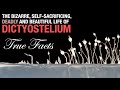 True Facts: The Self-Sacrificing Amoeba
