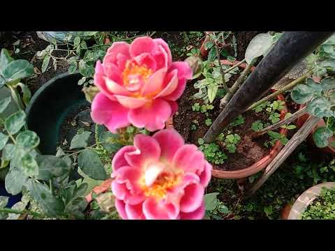 beautiful wild Rose flowers