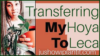 Hoyas In Leca: From Soil To Semi Hydroponics;  Leca For Beginners
