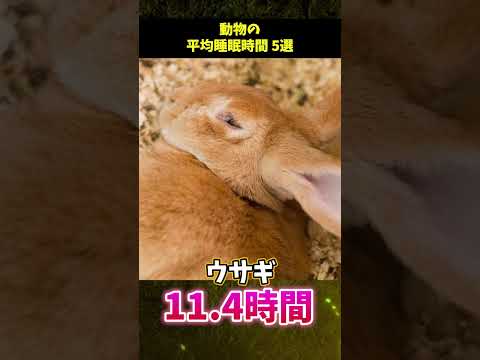 ライオンは1日に何時間寝ますか?