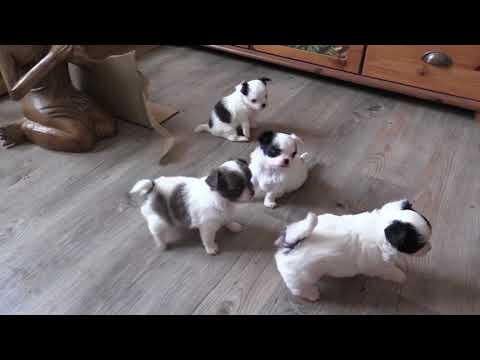 les bébés de latika et jack