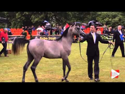 N.216 EZZ AL RAHEDIAH - Bruges 2015 International - Egyptian Jr Cols (1 until 3 years ) (Class 115)