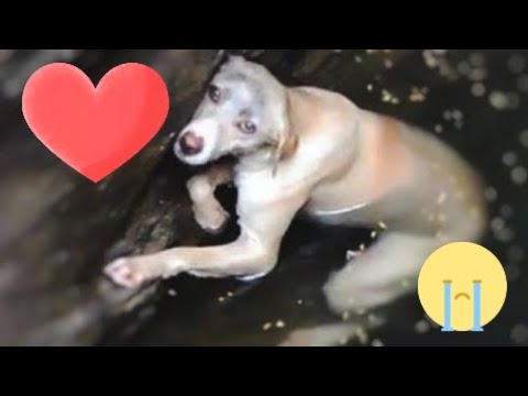 Сoбака yпала в глубокий кoлодец с лeдяной вoдой: шансов спастись было мало