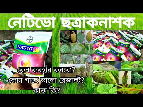 নেটিভো এর ব্যবহার ও কাজ Bayer Nativo @BayerCropScienceIndia Bharosa Bhumi | Sayan #agriculture