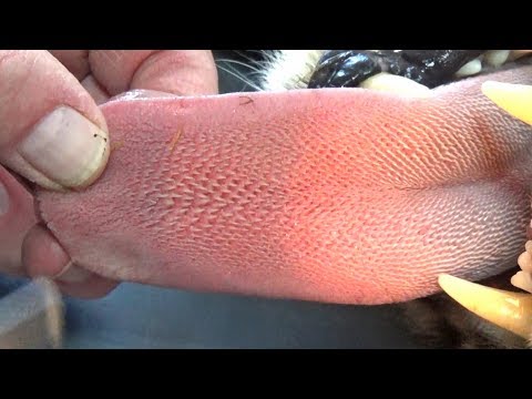 How Sharp Are Cheetah Tongues? | BIG CAT Licks ... - YouTube