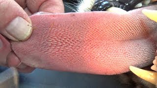 How Sharp Are Cheetah Tongues? | BIG CAT Licks Friends Arm Until Bleeds For Science