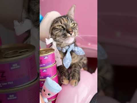 RAWZ x @airtagthekitty - RAWZ Restock! #catlife #catvideo #tabbycat