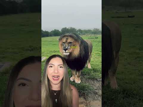 Esses animais mudam completamente quando começa a chover!