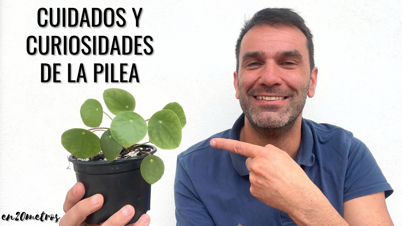 Care and curiosities of the pilea: resistant houseplants