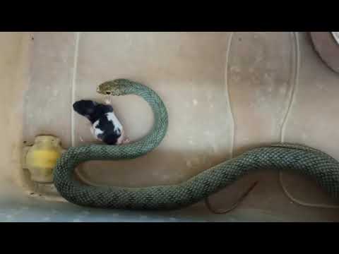 Купить Мышей Для Корма Змеи