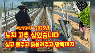 고추 심기 노지 괴산청결고추 순돌이와 대근이 트리플엑스 AI 칼탄 말뚝 고추 심는방법 [고추재배방법]