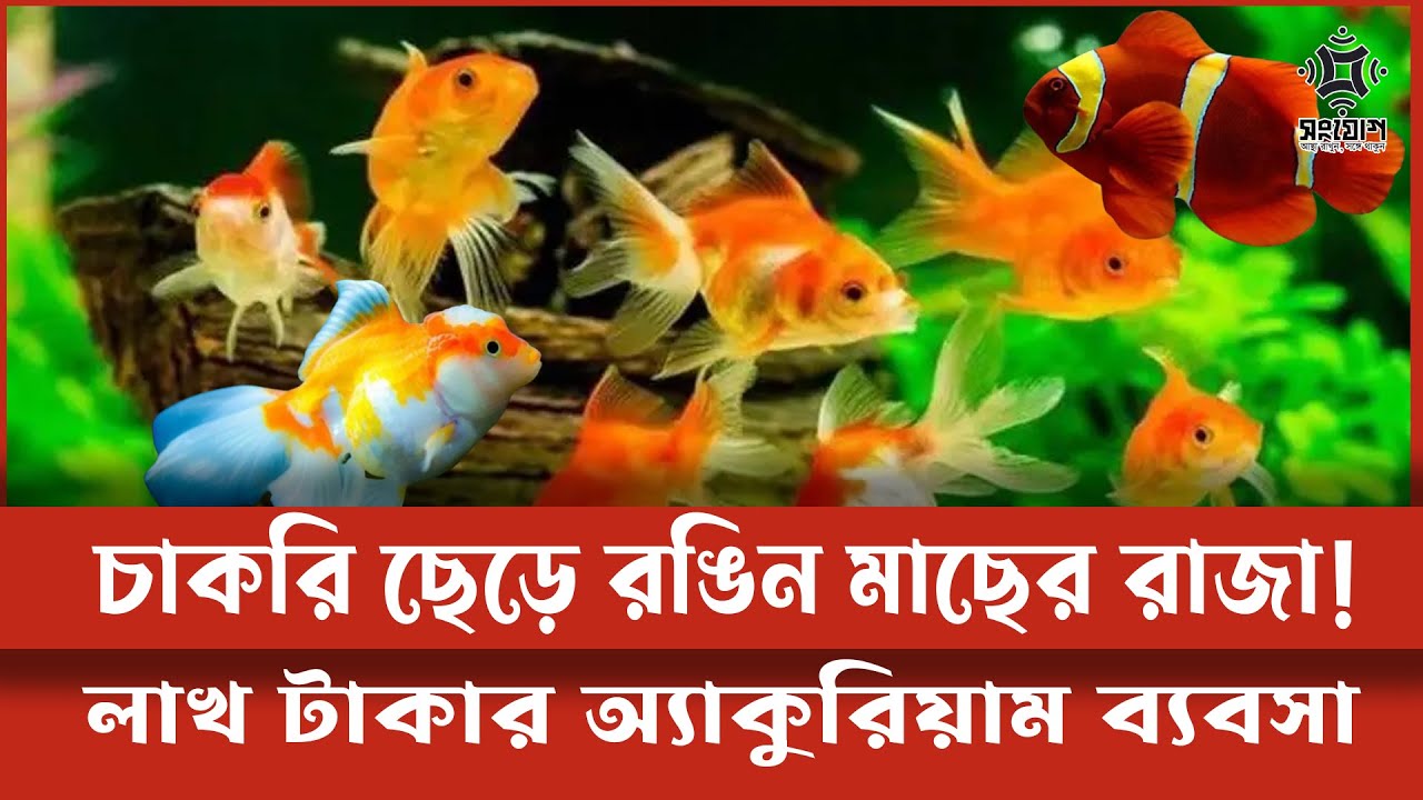 রঙিন মাছেই বদলে গেলো জীবনের রং! রয়েলের সফলতার গল্প