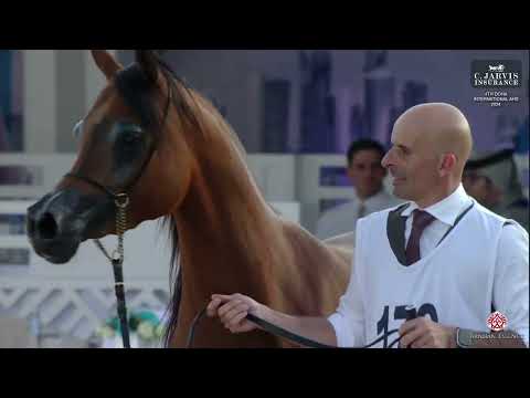N 179 A J YASMINA   4th Doha International Arabian Horse Show 2024   Mares 4 6 Years Old Class 7A