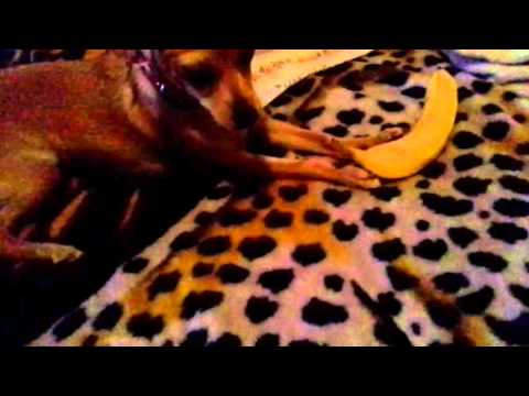 Dog eating a banana