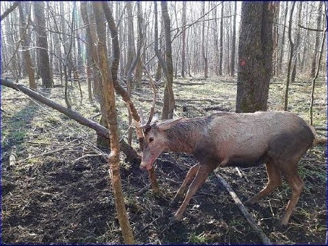 Szarvas agancs artrózis kezelésére - Készítmény az ízületek