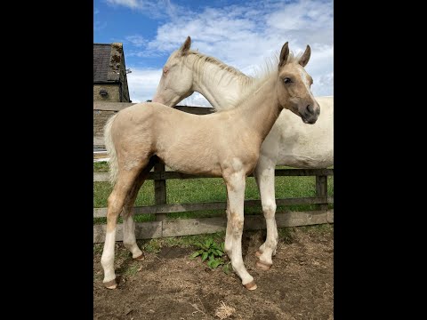 Sezuan's Donnerhall colt