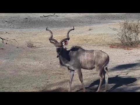 Djuma: Giraffes, Kudus, Warthogs and Impalas - 15:30 - 10/17/19