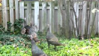 preview picture of video 'Wild Turkeys in Shaker Heights on Thanksgiving Eve'