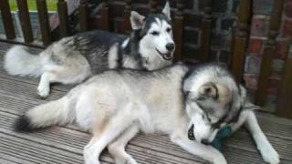 My pet huskies Mishka and Luka slideshow