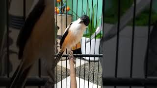 Download lagu Cendet Nasional Walang kecek krak Chakra Khan mp3 Download lagu Cendet Nasional Walang kecek krak Chakra Khan mp3