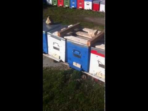 stupina - costinesti 22 ianuarie 2013