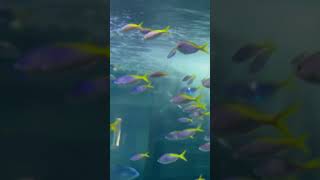 Download lagu サン=サーンス 水族館 mp3 Download lagu サン=サーンス 水族館 mp3