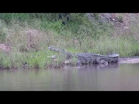 Djuma: Crocodile with mouth open in corner of dam - 15:11 - 02/27/2023
