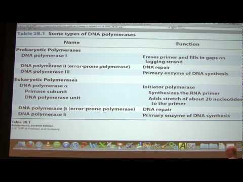 #43 Biochemistry DNA Replication III Lecture for Kevin Ahern's BB 451/551
